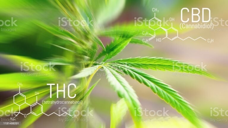 A ação do CBD, substância derivada da maconha nos atletas
