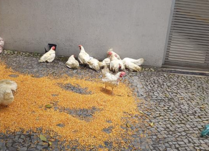 Torcida do Cruzeiro realiza protesto na sede da FMF, com galinhas, milho e faixas